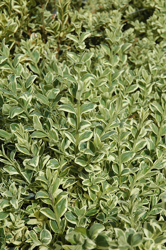 Variegated Boxwood (Buxus sempervirens 'Elegantissima') at TLC Garden Centers