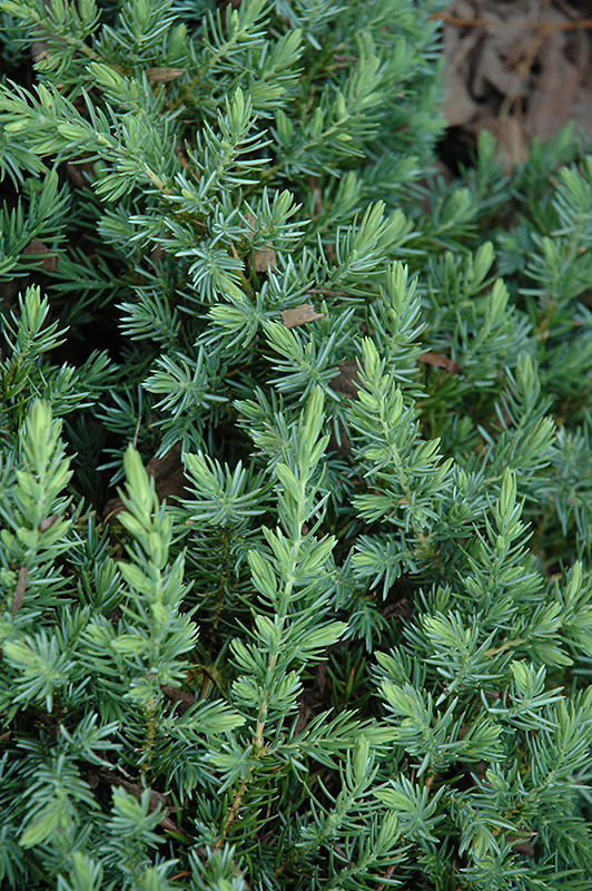 Blue Pacific Shore Juniper (Juniperus conferta 'Blue Pacific') at TLC Garden Centers