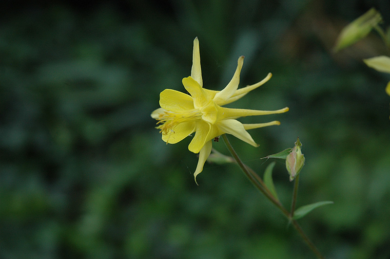 Yellow Star Columbine (Aquilegia chrysantha 'Yellow Star') at TLC Garden Centers