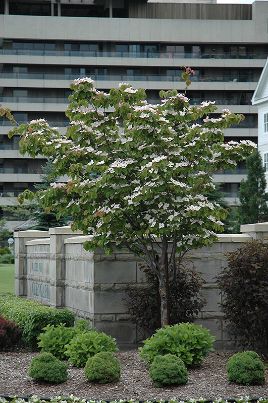 Flowering Dogwood (Cornus florida) at TLC Garden Centers