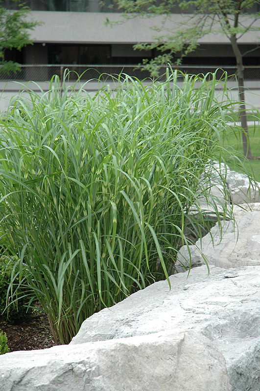Zebra Grass (Miscanthus sinensis 'Zebrinus') at TLC Garden Centers