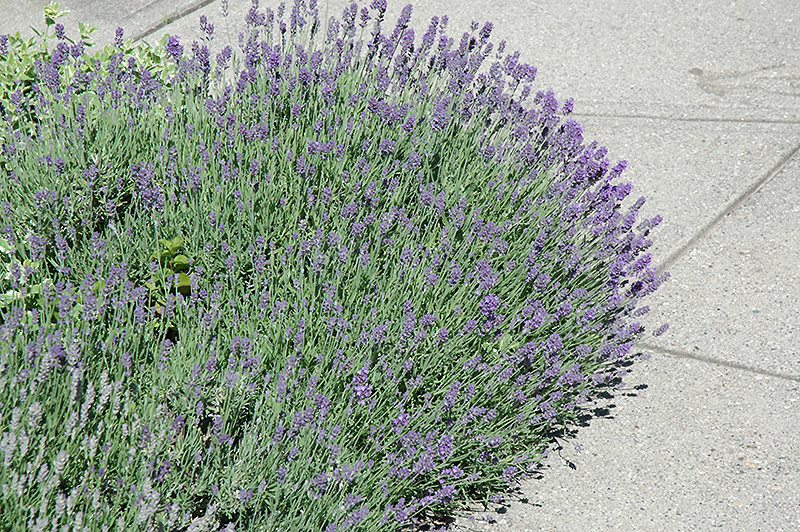 Munstead Lavender (Lavandula angustifolia 'Munstead') at TLC Garden Centers