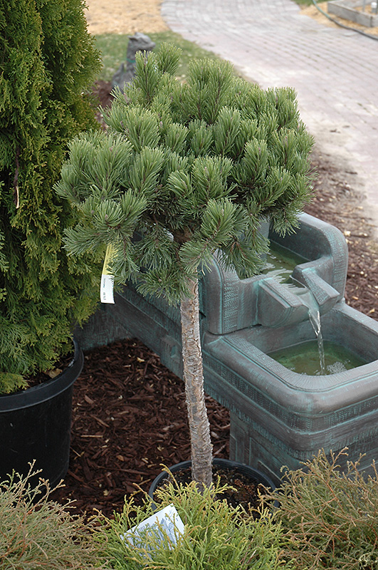 Dwarf Mugo Pine (Pinus mugo 'var. pumilio (tree form)') at TLC Garden Centers