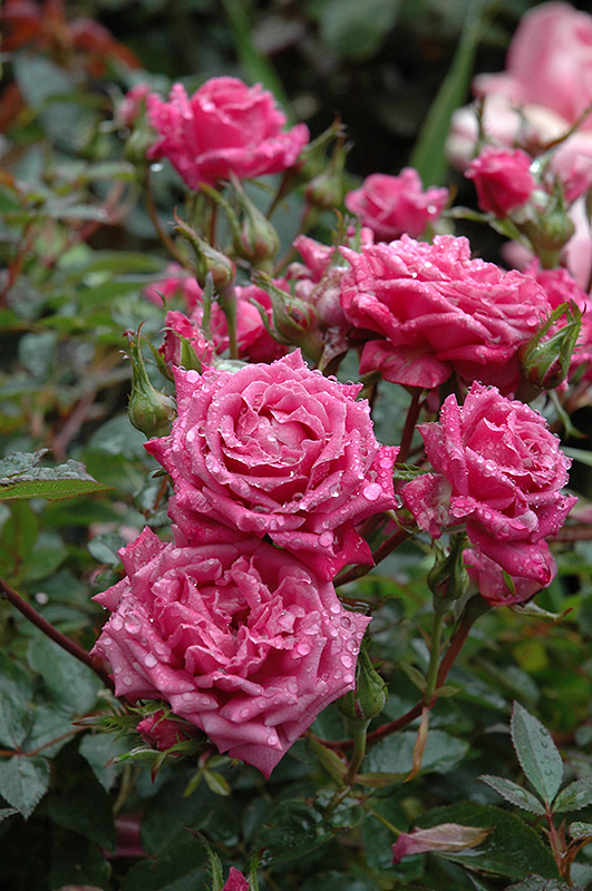 Winsome Rose (Rosa 'Winsome') at TLC Garden Centers