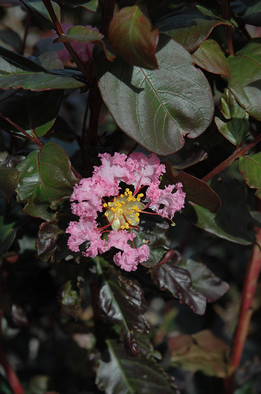 Rhapsody In Pink Crapemyrtle (Lagerstroemia indica 'Whit VIII') at TLC Garden Centers