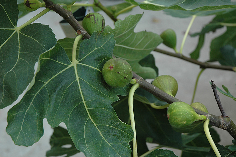 Mission Fig (Ficus carica 'Mission') at TLC Garden Centers