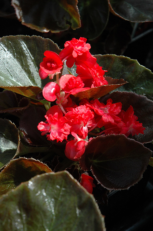 Doublet Red Begonia (Begonia 'Doublet Red') at TLC Garden Centers