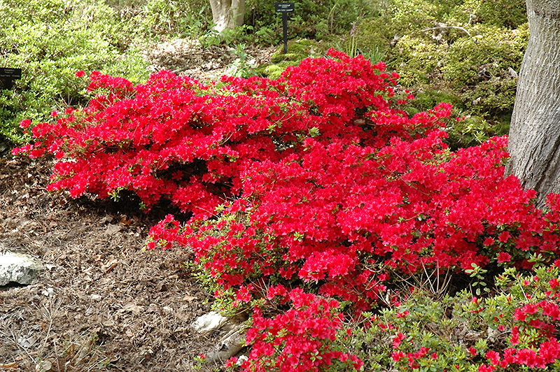 Hino Crimson Azalea (Rhododendron 'Hino Crimson') at TLC Garden Centers