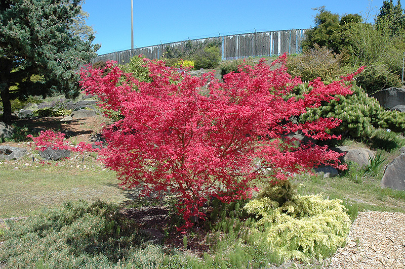 Shindeshojo Japanese Maple (Acer palmatum 'Shindeshojo') at TLC Garden Centers