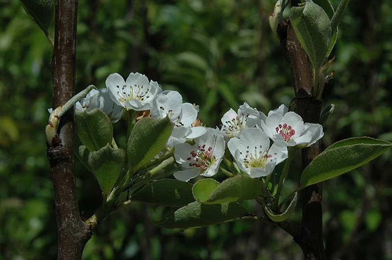 Shinseiki Asian Pear (Pyrus pyrifolia 'Shinseiki') at TLC Garden Centers