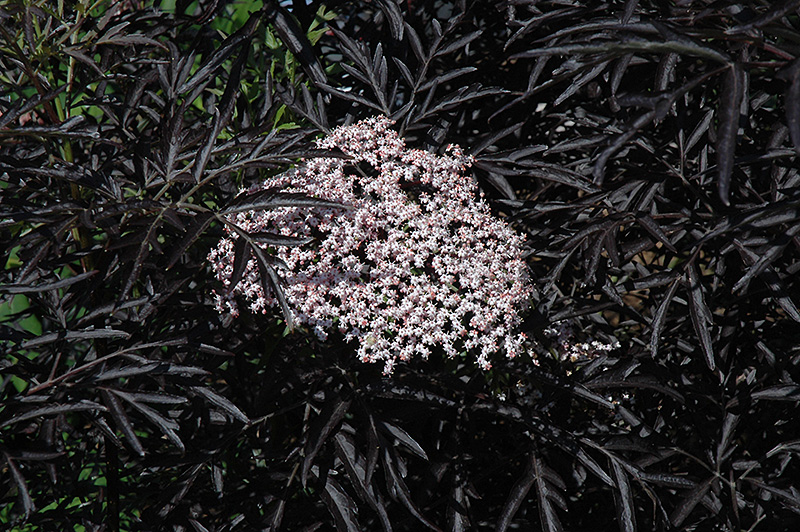 Black Lace Elder (Sambucus nigra 'Eva') at TLC Garden Centers
