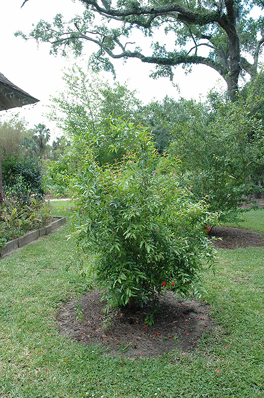 Pomegranate (Punica granatum) at TLC Garden Centers