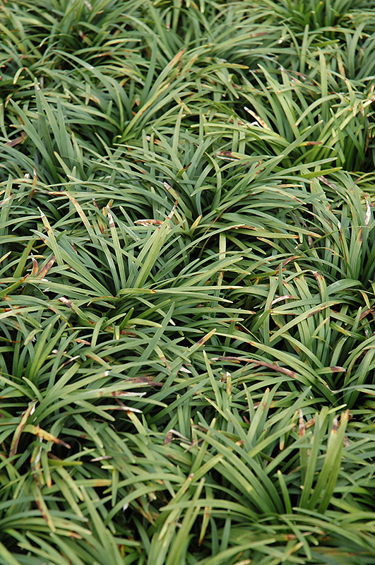 Dwarf Mondo Grass (Ophiopogon japonicus 'Nanus') at TLC Garden Centers