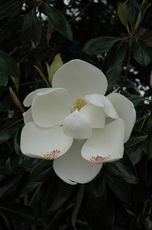 Teddy Bear Magnolia (Magnolia grandiflora 'Southern Charm') at TLC Garden Centers