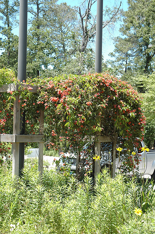 Cross Vine (Bignonia capreolata) at TLC Garden Centers