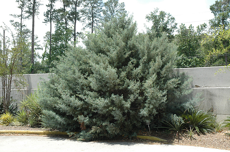 Carolina Sapphire Arizona Cypress (Cupressus arizonica 'Carolina Sapphire') at TLC Garden Centers