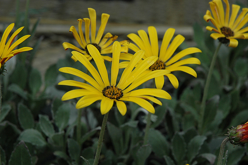 The Ravers Bumble Bee African Daisy (Arctotis 'ARC406') at TLC Garden Centers