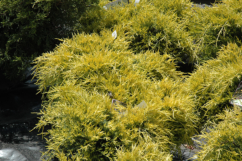 Sea Of Gold Juniper (Juniperus x media 'Sea Of Gold') at TLC Garden Centers