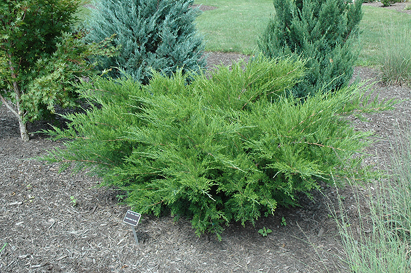 Sea Green Juniper (Juniperus chinensis 'Sea Green') at TLC Garden Centers