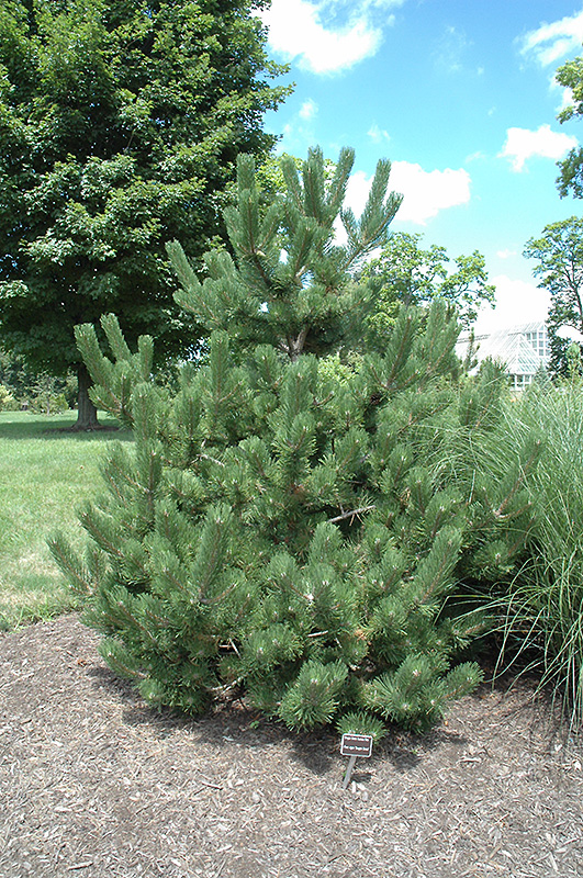 Oregon Green Austrian Pine (Pinus nigra 'Oregon Green') at TLC Garden Centers