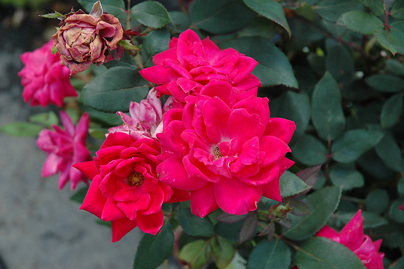 Knock Out Double Red Rose (Rosa 'Radtko') at TLC Garden Centers