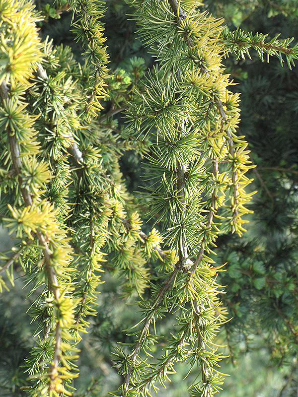 Weeping Golden Deodar Cedar (Cedrus deodara 'Aurea Pendula') at TLC Garden Centers