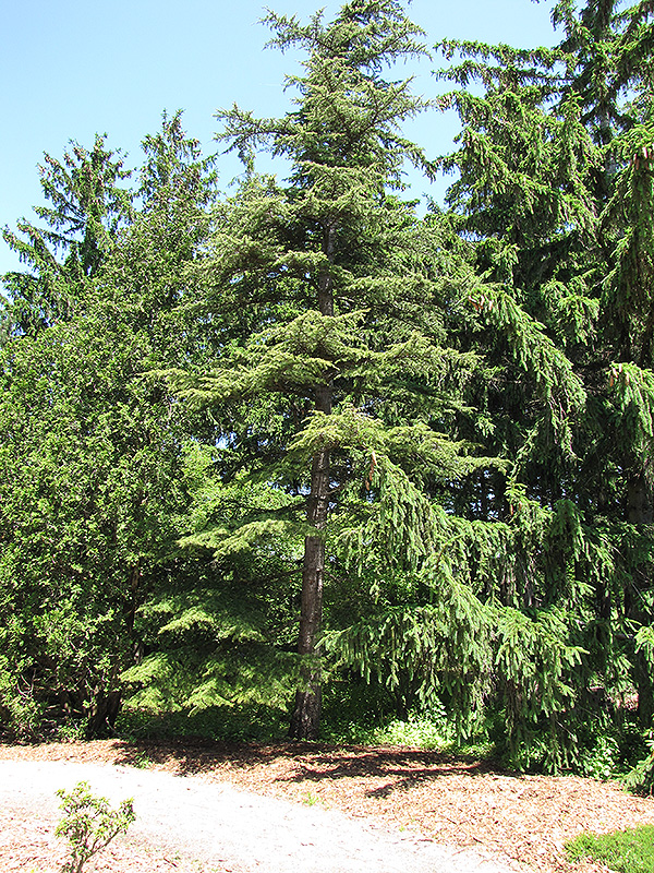 Cedar of Lebanon (Cedrus libani) at TLC Garden Centers