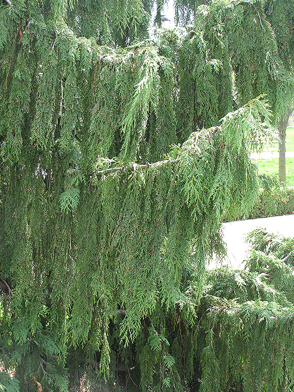 Nootka Cypress (Chamaecyparis nootkatensis) at TLC Garden Centers