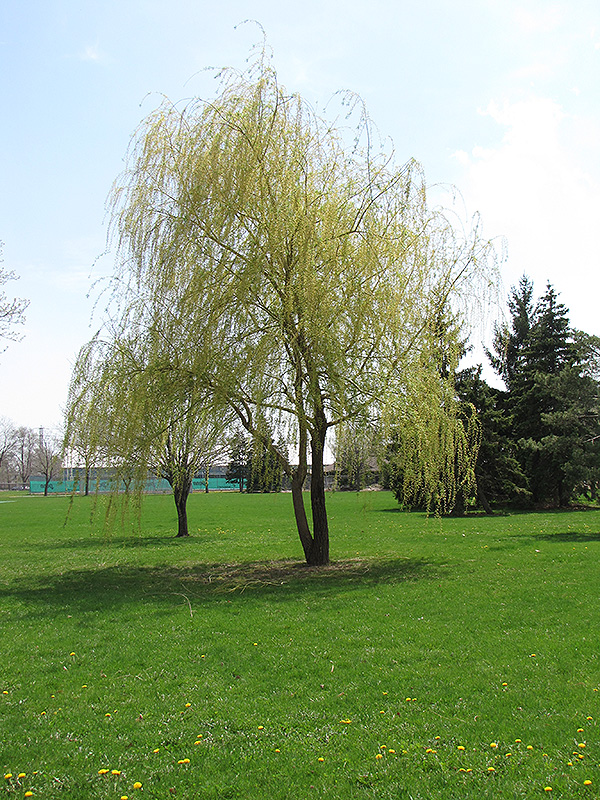 Annularis Babylon Weeping Willow (Salix babylonica 'Annularis') at TLC Garden Centers