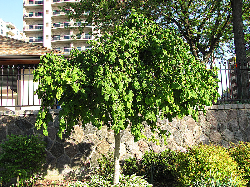 Harry Lauder's Walking Stick (tree form) (Corylus avellana 'Contorta (tree form)') at TLC Garden Centers