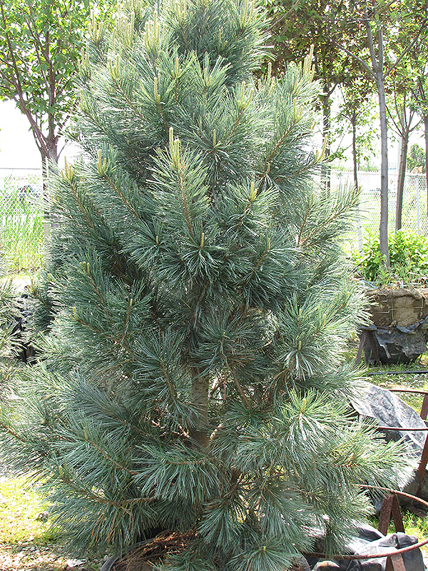 Vanderwolf's Pyramid Pine (Pinus flexilis 'Vanderwolf's Pyramid') at TLC Garden Centers