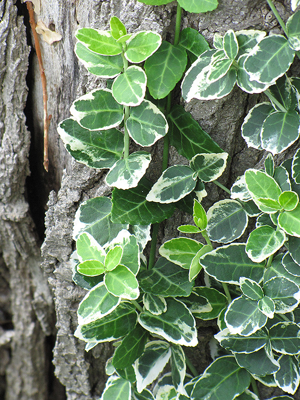 Emerald Gaiety Wintercreeper (Euonymus fortunei 'Emerald Gaiety') at TLC Garden Centers