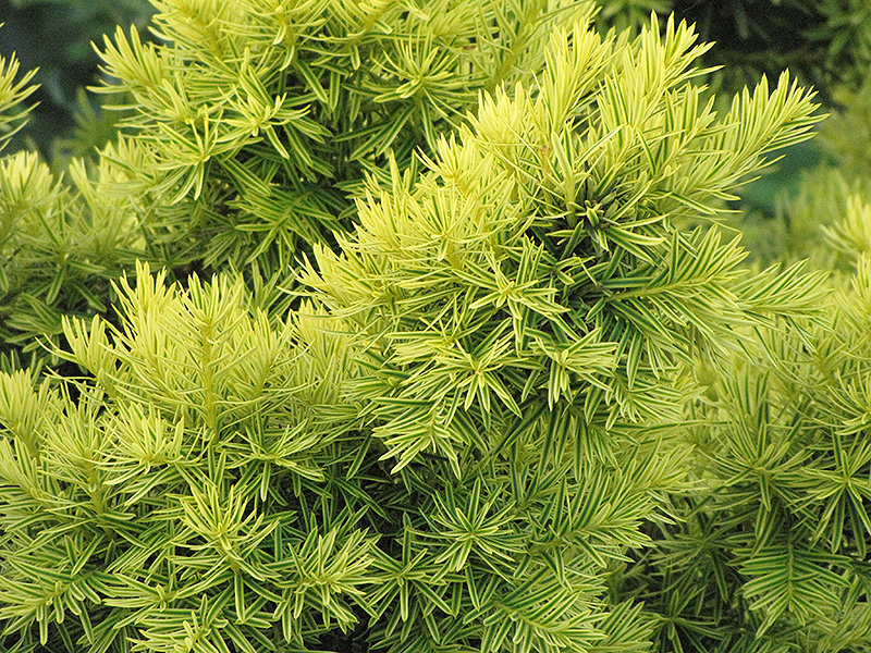 Dwarf Golden Japanese Yew (Taxus cuspidata 'Nana Aurescens') at TLC Garden Centers