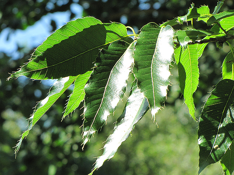 Sawtooth Oak (Quercus acutissima) at TLC Garden Centers