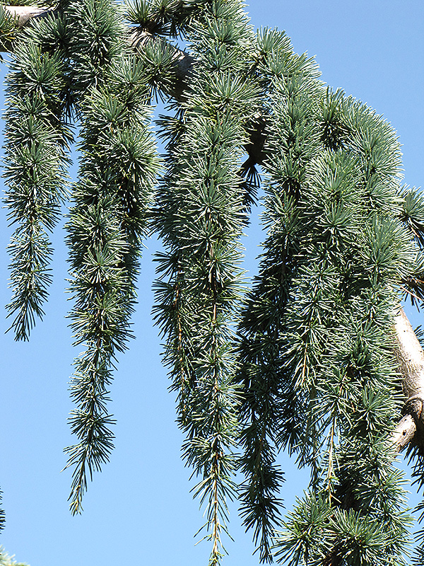 Weeping Blue Atlas Cedar (Cedrus atlantica 'Glauca Pendula') at TLC Garden Centers