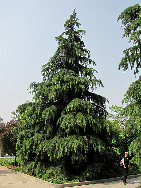 Kashmir Deodar Cedar (Cedrus deodara 'Kashmir') at TLC Garden Centers