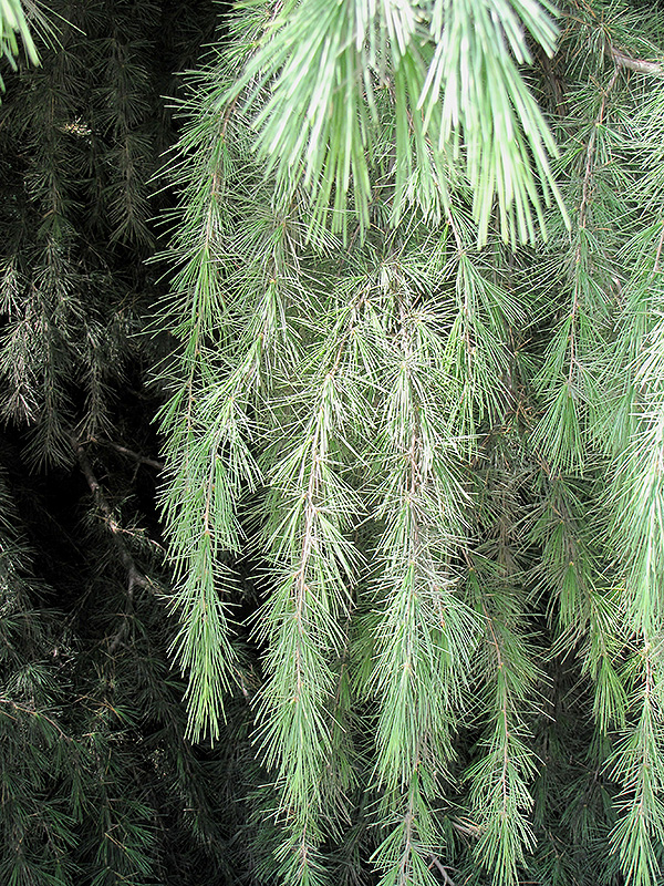 Kashmir Deodar Cedar (Cedrus deodara 'Kashmir') at TLC Garden Centers