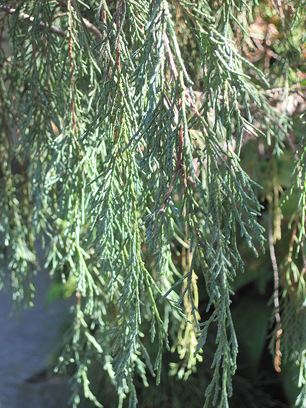 Tolleson's Weeping Juniper (Juniperus scopulorum 'Tolleson's Weeping') at TLC Garden Centers