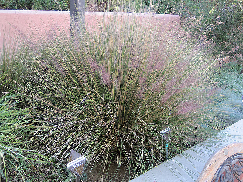 Pink Muhly Grass (Muhlenbergia capillaris 'Pink Muhly') at TLC Garden Centers