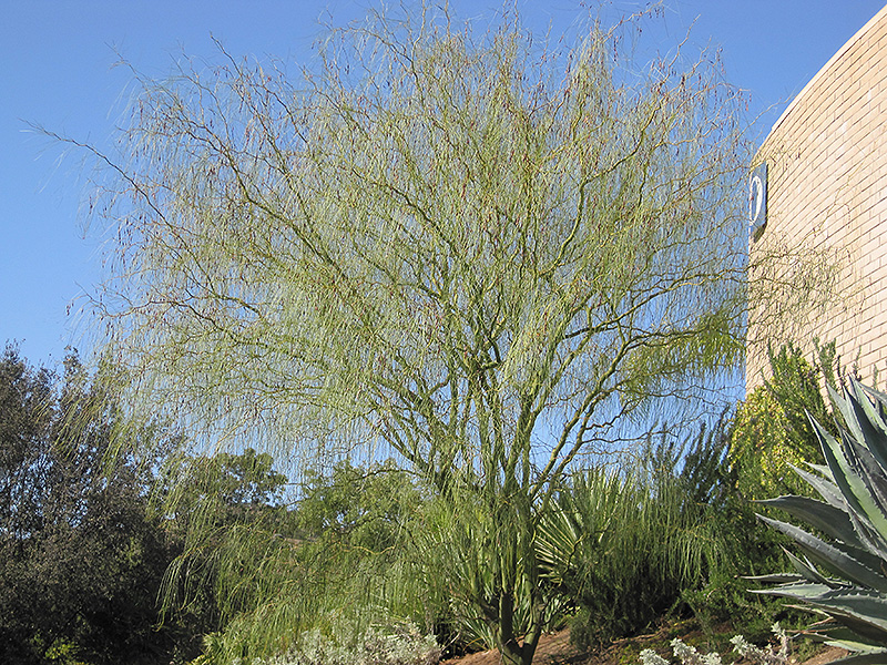 Desert Willow (Chilopsis linearis) at TLC Garden Centers