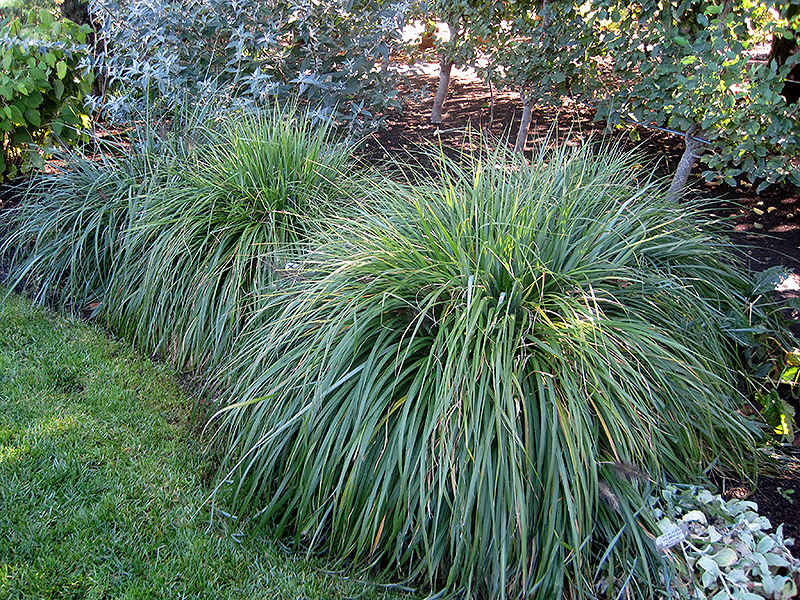 Moudry Fountain Grass (Pennisetum alopecuroides 'Moudry') at TLC Garden Centers