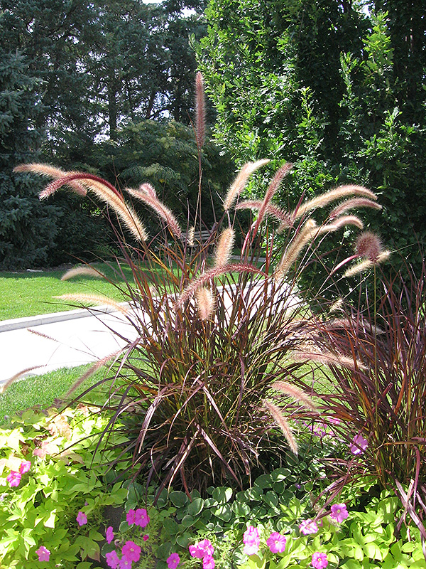 Purple Fountain Grass (Pennisetum setaceum 'Rubrum') at TLC Garden Centers
