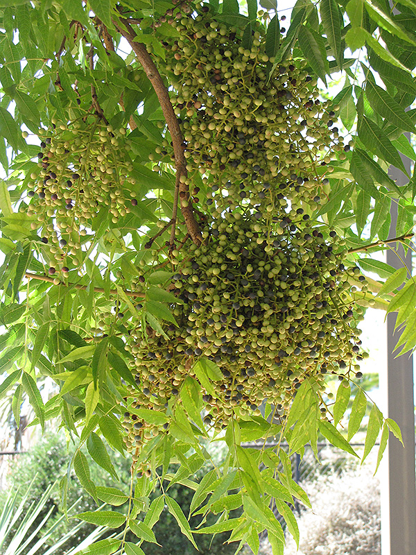 Chinese Pistache (Pistacia chinensis) at TLC Garden Centers