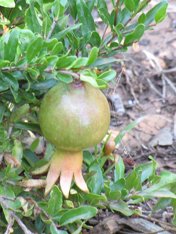 Dwarf Pomegranate (Punica granatum 'Nana') at TLC Garden Centers