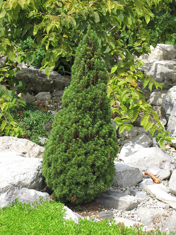 Jean's Dilly Spruce (Picea glauca 'Jean's Dilly') at TLC Garden Centers