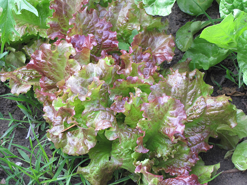 Red Salad Bowl Lettuce (Lactuca sativa var. crispa 'Red Salad Bowl') at TLC Garden Centers