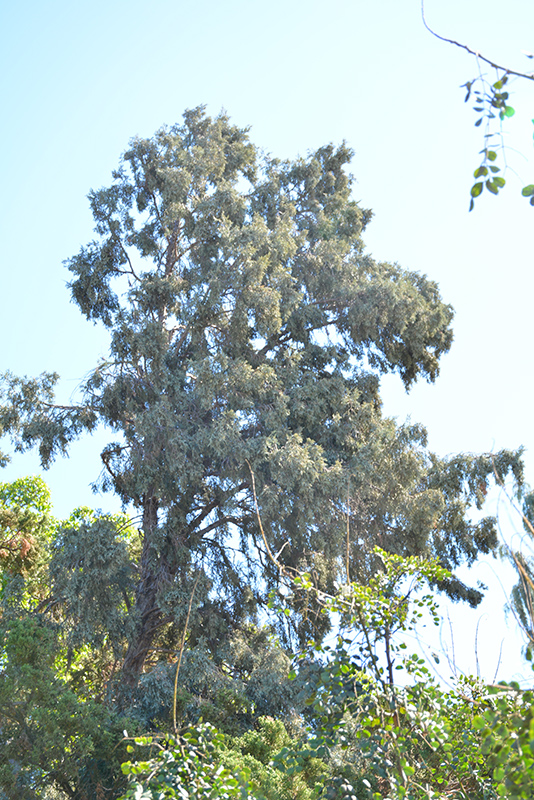 Hollywood Juniper (Juniperus chinensis 'Torulosa') at TLC Garden Centers