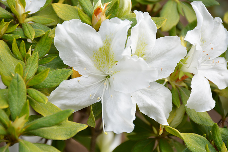 Bloom-A-Thon White Azalea (Rhododendron 'RLH1-3P3') at TLC Garden Centers