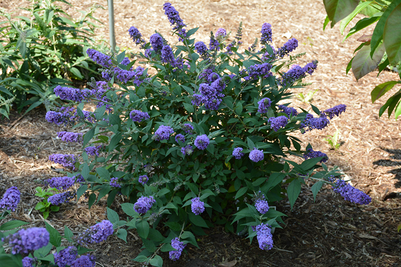 Lo & Behold Blue Chip Butterfly Bush (Buddleia 'Blue Chip') at TLC Garden Centers