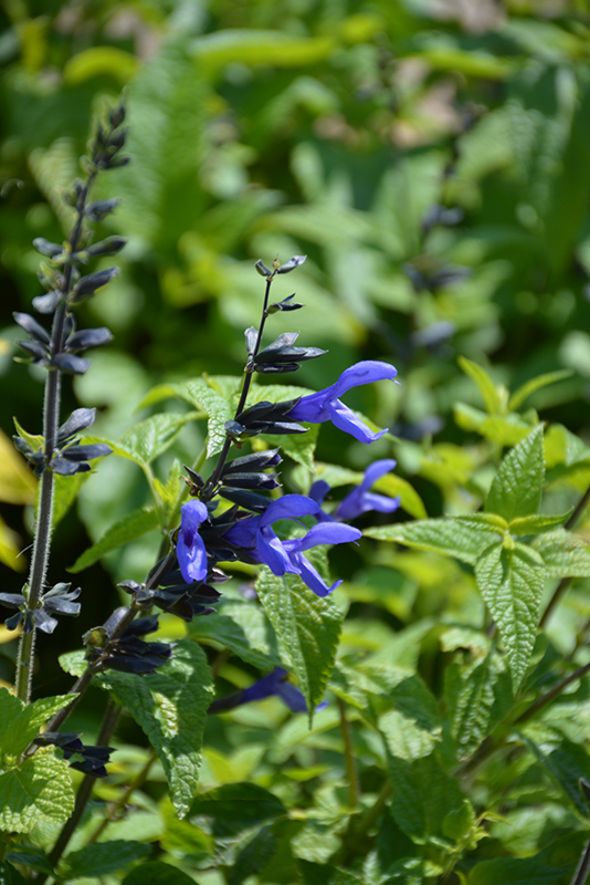 Black And Blue Anise Sage (Salvia guaranitica 'Black And Blue') at TLC Garden Centers